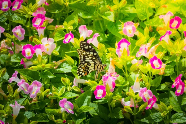 Borboleta bonita na flor colorida — Fotografia de Stock