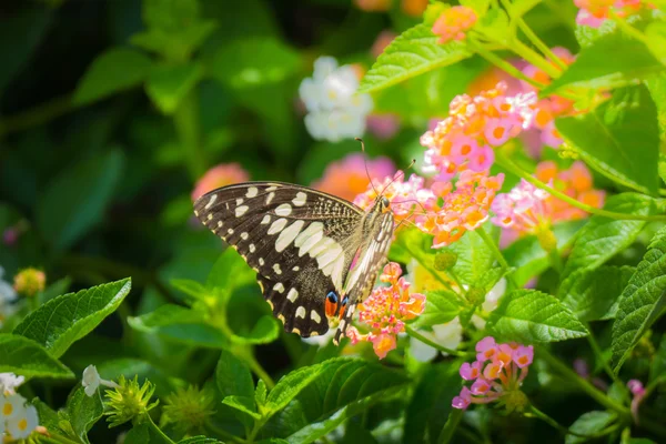 Beau papillon sur fleur colorée — Photo