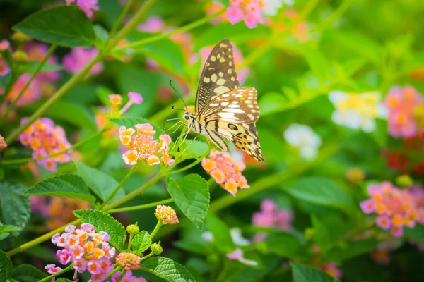 Beau papillon sur fleur colorée — Photo