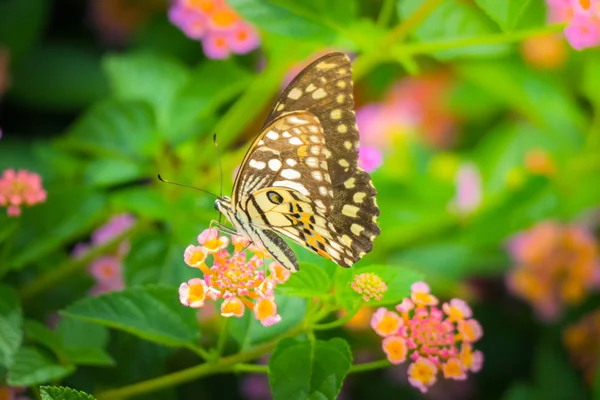 Beau papillon sur fleur colorée — Photo