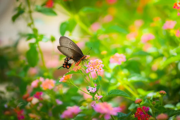 七彩花上只美丽的蝴蝶 — 图库照片