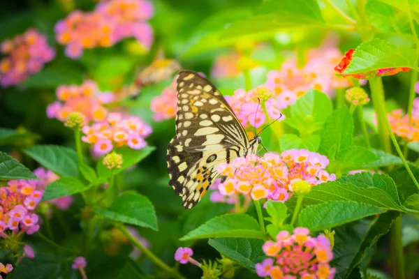 Vacker fjäril på färgstarka blomma — Stockfoto