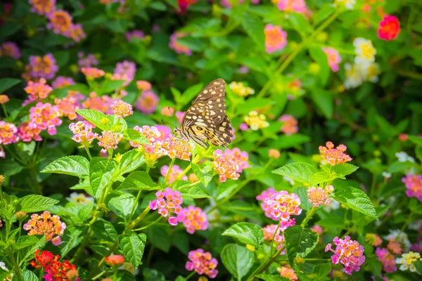 Beau papillon sur fleur colorée — Photo