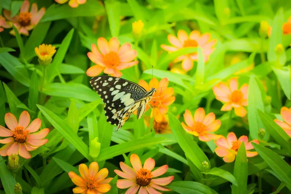 Beau papillon sur fleur colorée — Photo