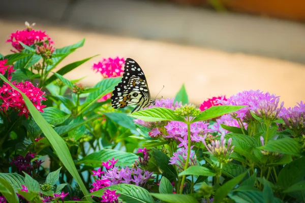 Hermosa mariposa en flor colorida — Foto de Stock