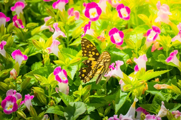 Borboleta bonita na flor colorida — Fotografia de Stock