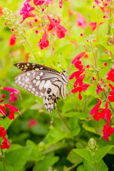 Beau papillon sur fleur colorée — Photo