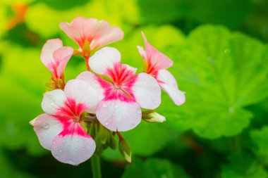 Renkli çiçeklerin arkaplan resmi