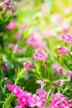 Renkli çiçeklerin arkaplan resmi