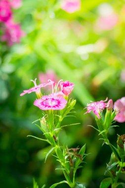 Renkli çiçeklerin arkaplan resmi
