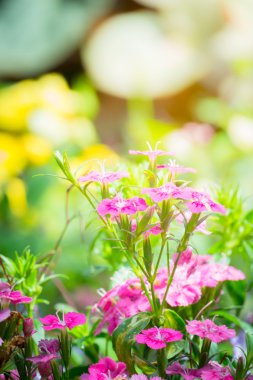 Renkli çiçeklerin arkaplan resmi