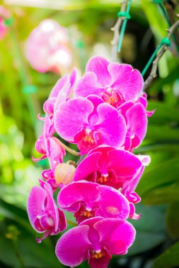 Ormandaki güzel çiçek açan orkide