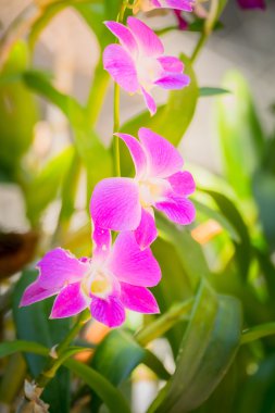 Ormandaki güzel çiçek açan orkide