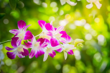 Ormandaki güzel çiçek açan orkide