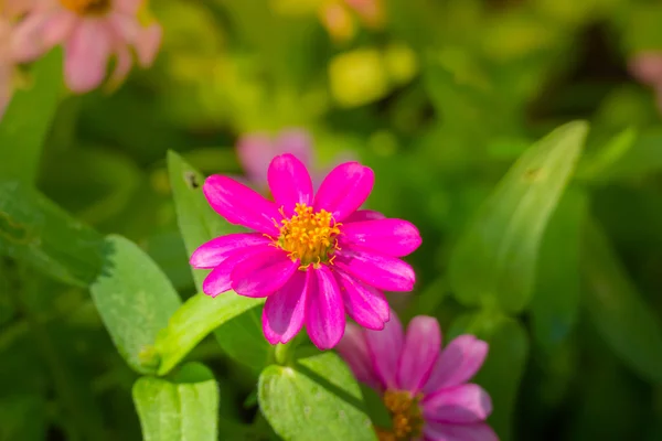 L'immagine di sfondo dei fiori colorati — Foto Stock
