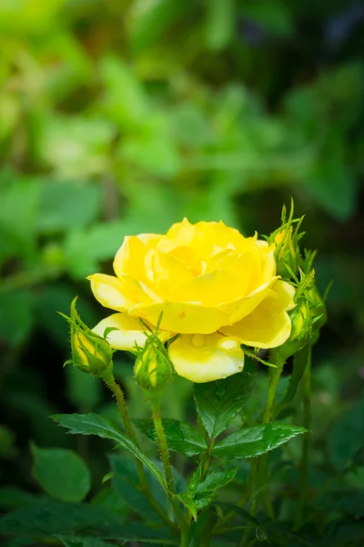 Das Hintergrundbild der bunten Blumen — Stockfoto