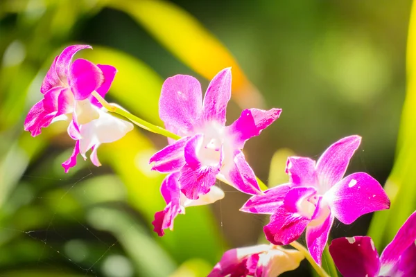 Vackra blommande orkidéer i skogen — Stockfoto