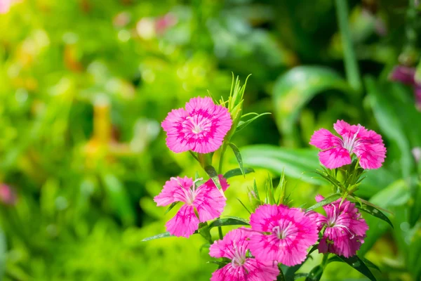 The background image of the colorful flowers Stock Photo