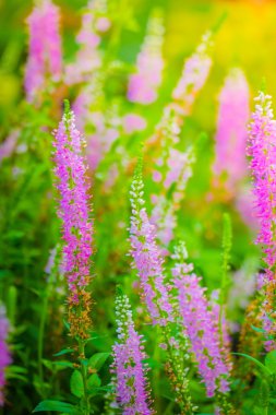 Renkli çiçeklerin arkaplan resmi