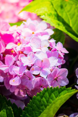 Renkli çiçeklerin arkaplan resmi