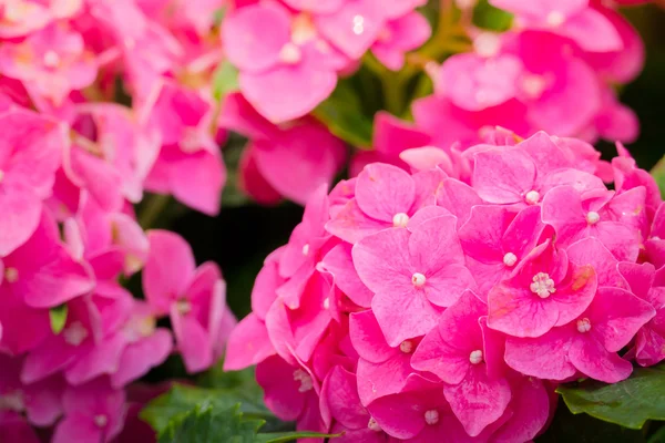 Renkli çiçeklerin arkaplan resmi