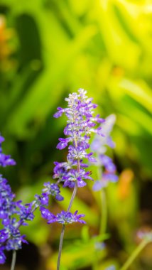 Renkli çiçeklerin arkaplan resmi