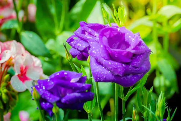 Einige lila gelbe Rosen im Garten — Stockfoto