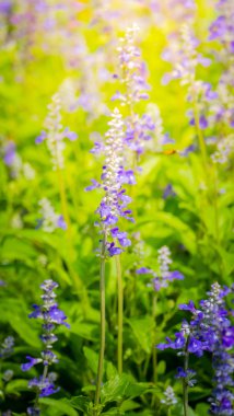 Renkli çiçeklerin arkaplan resmi