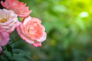 Bahçedeki güller, güzel güneşli bir günde güller güzeldir..