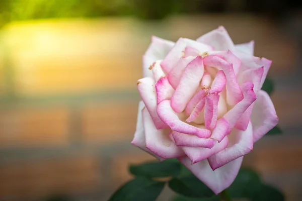 Roses Garden Roses Beautiful Beautiful Sunny Day — Stock Photo, Image