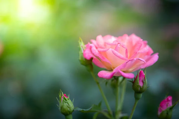 Rosas Jardim Rosas São Bonitas Com Belo Dia Ensolarado — Fotografia de Stock