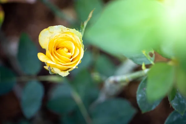 花园里的玫瑰 玫瑰是美丽的 阳光灿烂 — 图库照片