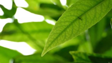 Bahçedeki güneş ışığı altında yeşil yaprağı kapat. Kopyalama alanı olan doğal arkaplan.