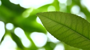 Bahçedeki güneş ışığı altında yeşil yaprağı kapat. Kopyalama alanı olan doğal arkaplan.
