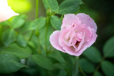 Bahçedeki güller, güzel güneşli bir günde güller güzeldir..