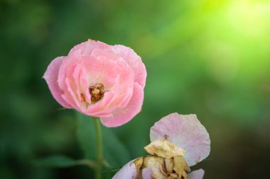 Bahçedeki güller, güzel güneşli bir günde güller güzeldir..