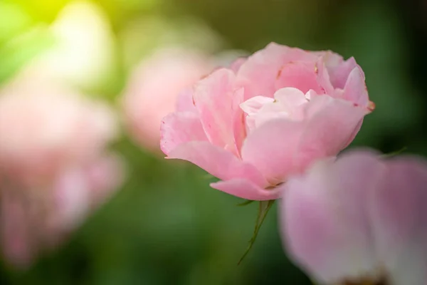 Roses Garden Roses Beautiful Beautiful Sunny Day — Stock Photo, Image