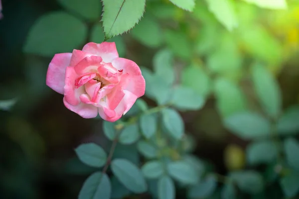 Roses Garden Roses Beautiful Beautiful Sunny Day — Stock Photo, Image