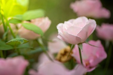 Bahçedeki güller, güzel güneşli bir günde güller güzeldir..