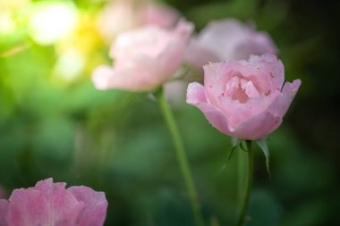 Bahçedeki güller, güzel güneşli bir günde güller güzeldir..