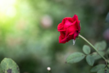 Bahçedeki güller, güzel güneşli bir günde güller güzeldir..