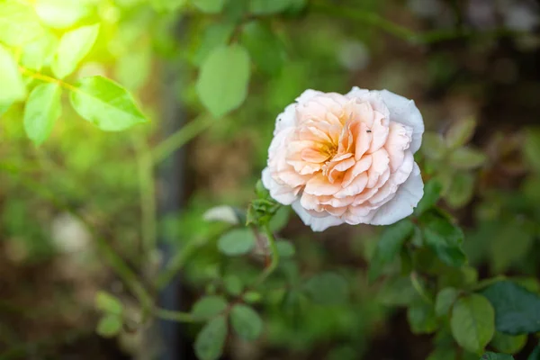 Rosas Jardín Rosas Son Hermosas Con Hermoso Día Soleado — Foto de Stock