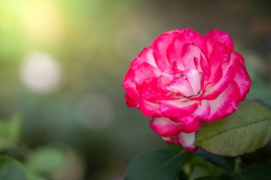 Bahçedeki güller, güzel güneşli bir günde güller güzeldir..