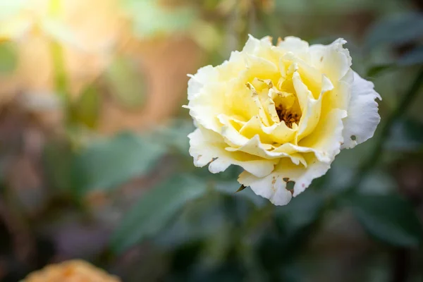 Rosas Jardín Rosas Son Hermosas Con Hermoso Día Soleado — Foto de Stock