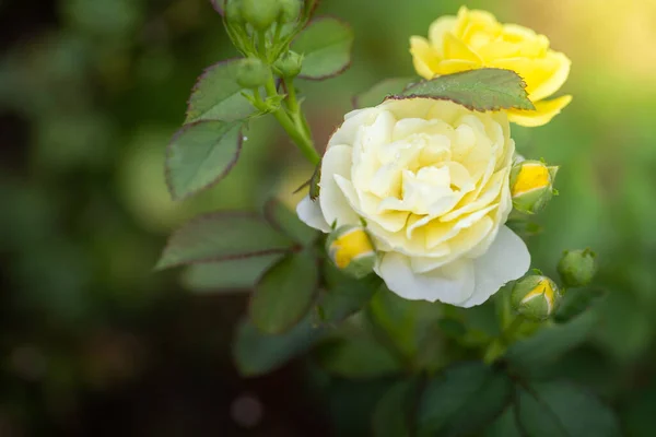 Rosas Jardín Rosas Son Hermosas Con Hermoso Día Soleado — Foto de Stock