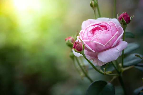 Rosen Garten Rosen Sind Schön Mit Einem Schönen Sonnigen Tag — Stockfoto