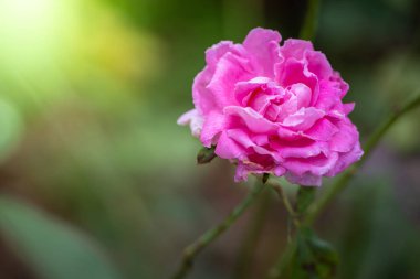 Bahçedeki güller, güzel güneşli bir günde güller güzeldir..