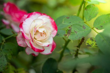 Bahçedeki güller, güzel güneşli bir günde güller güzeldir..