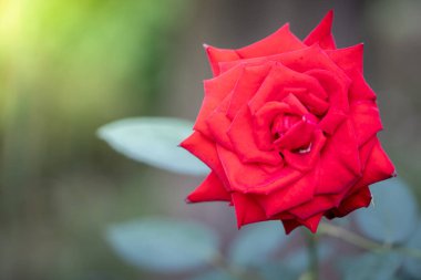Bahçedeki güller, güzel güneşli bir günde güller güzeldir..