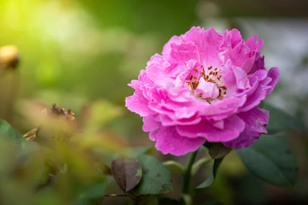 Rosas Jardín Rosas Son Hermosas Con Hermoso Día Soleado — Foto de Stock